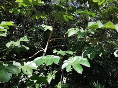 Cecropia peltata
