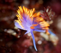 Flabellinopsis iodinea