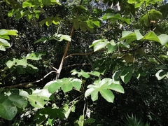Cecropia peltata