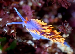 Flabellinopsis iodinea