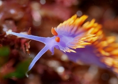 Flabellinopsis iodinea