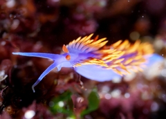 Flabellinopsis iodinea