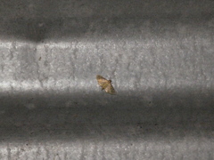 Microthyris lelex