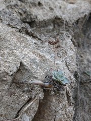 Dudleya cymosa pumila