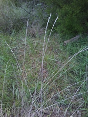Elymus smithii