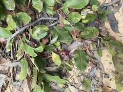 Grevillea laurifolia