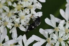 Variimorda villosa