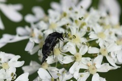 Variimorda villosa