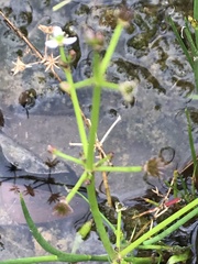 Alisma plantago-aquatica