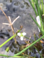Alisma plantago-aquatica