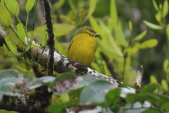 Euphonia luteicapilla