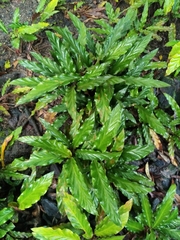 Goeppertia rufibarba