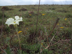 Mandevilla petraea