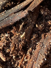 Reticulitermes flavipes