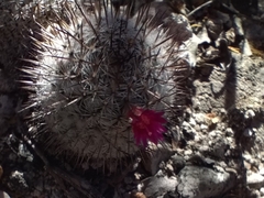 Mammillaria haageana meissneri