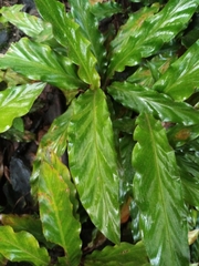 Goeppertia rufibarba