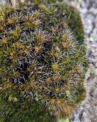 Grimmia pulvinata