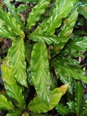 Goeppertia rufibarba