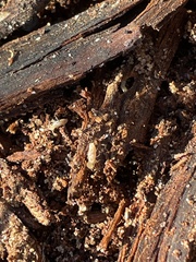 Reticulitermes flavipes