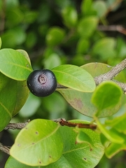 Syzygium elliptifolium