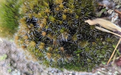 Grimmia pulvinata