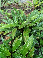 Goeppertia rufibarba