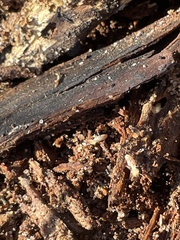 Reticulitermes flavipes