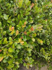 Syzygium elliptifolium