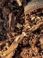 Reticulitermes flavipes