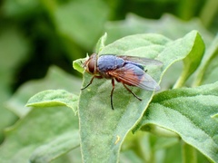 Calliphora augur