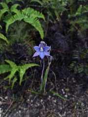Thelymitra pulchella