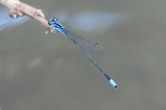 Acanthagrion quadratum