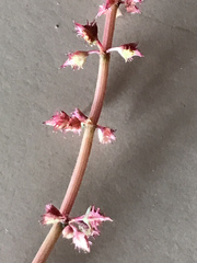 Rumex brownii