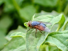 Calliphora augur