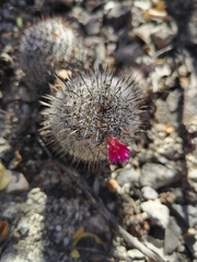 Mammillaria haageana meissneri