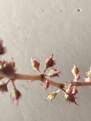 Rumex brownii