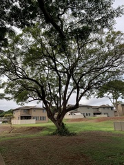 Acacia confusa