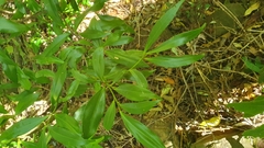 Cryptocarya laevigata