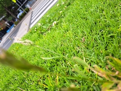 Bromus