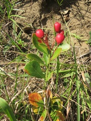 Gymnosporia markwardii