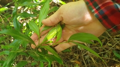 Cryptocarya laevigata
