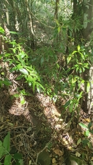 Cryptocarya laevigata