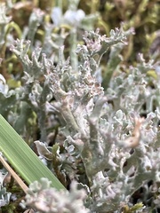Cladonia turgida