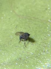 Phorinae