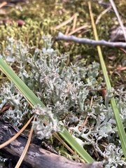 Cladonia turgida