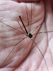 Neopantopsalis pentheter