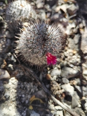 Mammillaria haageana meissneri