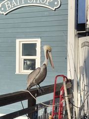 Pelecanus occidentalis