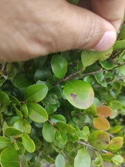 Syzygium elliptifolium