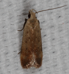 Anacampsis fullonella
